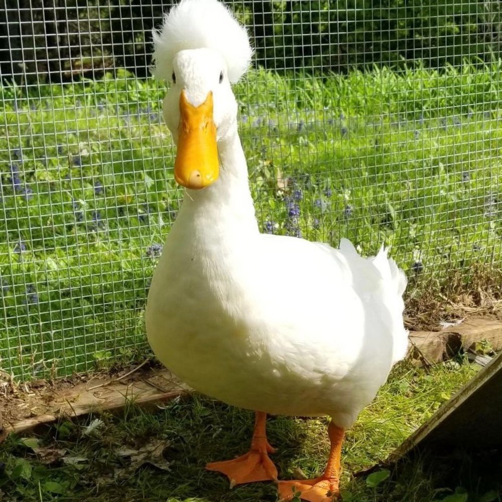 Meet your Posher, Jenny